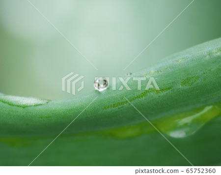 Water drops on leeks on the balcony Water drops on leeks on the balcony 65752360