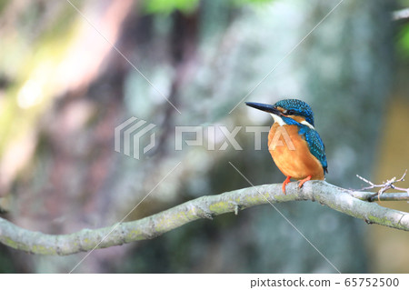 翠鳥1650- 65752500