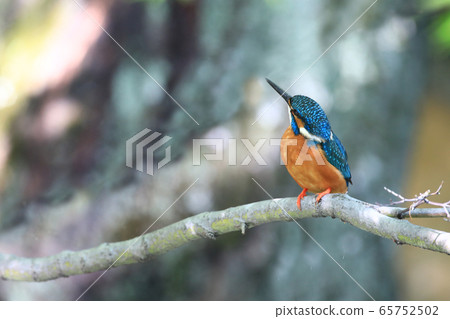 Kingfisher 1653- 65752502