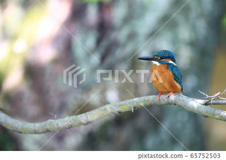 翠鳥1660- 翠鳥1660- 65752503