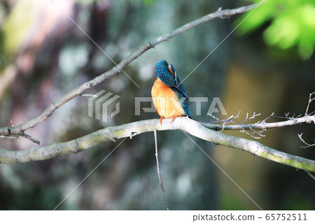 Kingfisher 1718 Kingfisher 1718 65752511