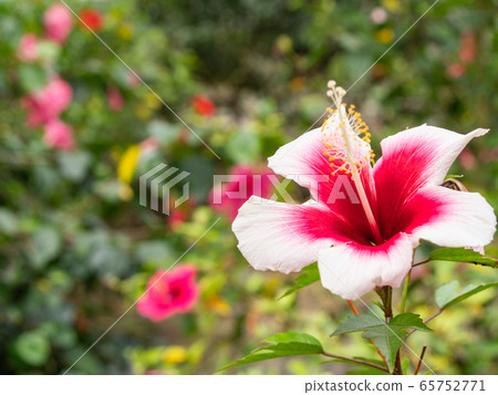 Okinawa Prefecture Miyakojima Hibiscus 65752771