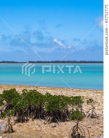 Kawamitsu Fishing Port, Miyako Island, Okinawa Prefecture - Mangrove Grove Kawamitsu Fishing Port, Miyako Island, Okinawa Prefecture - Mangrove Grove 65752775