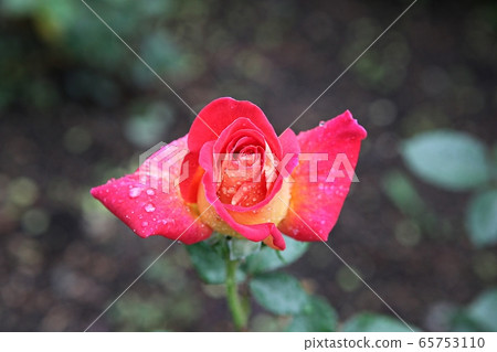 rose 65753110