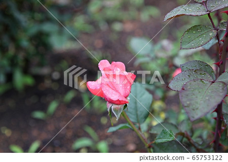 rose rose 65753122