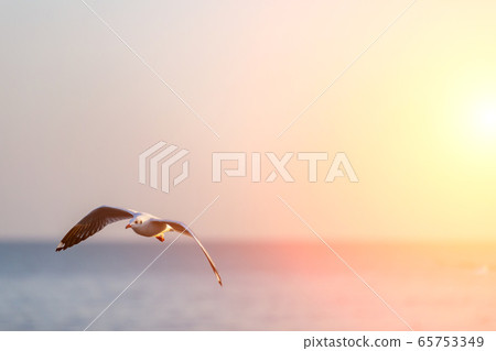 Seagull at Bang Pu Recreation Center is a seaside Seagull at Bang Pu Recreation Center is a seaside 65753349