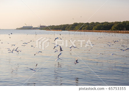 Group of seagulls at Bang Pu Recreation Center Group of seagulls at Bang Pu Recreation Center 65753355