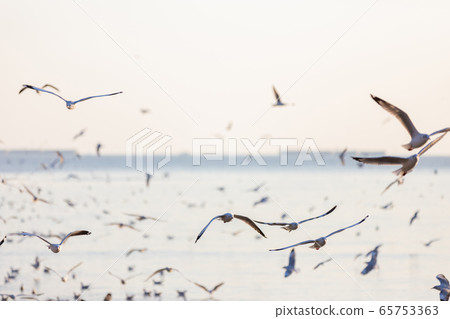 Group of seagulls at Bang Pu Recreation Center  65753363
