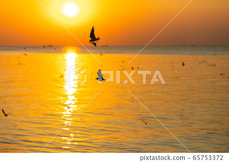 Landscape view of seagulls in sunset at Bang Pu Landscape view of seagulls in sunset at Bang Pu 65753372