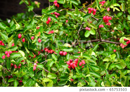 Carunda fruit herb in Thailand Carunda fruit herb in Thailand 65753503