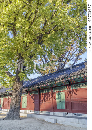 Ginkgo tree, Changdeokgung, Jongno-gu, Seoul 65753627