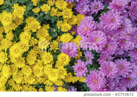 Chrysanthemum, autumn flowers 65753672
