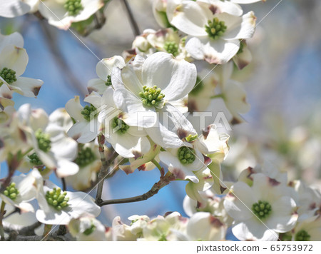 Dogwood in full bloom 65753972