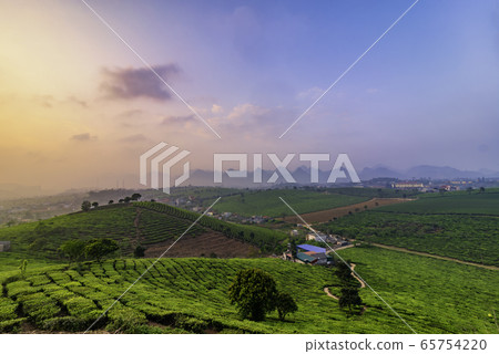 Fresh green tea hill in moc chau, vietnam 65754220