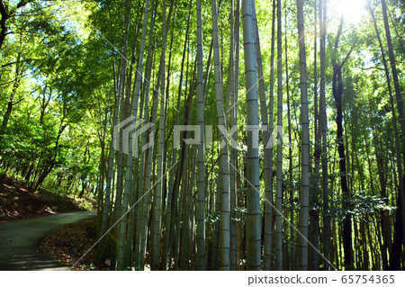 筑波神社地面的竹林 筑波神社地面的竹林 65754365