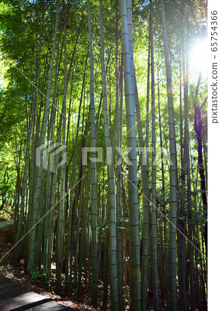 筑波神社地面的竹林 65754366
