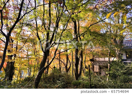 Autumnal leaves and old private houses 65754694