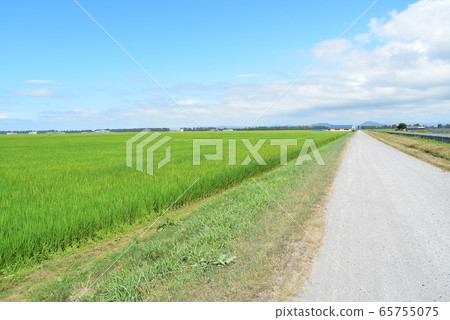 Vast rice fields spread out in Hachirogata, a reclaimed land in Ogata Village, Akita Prefecture 65755075