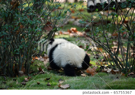 小熊貓 65755367
