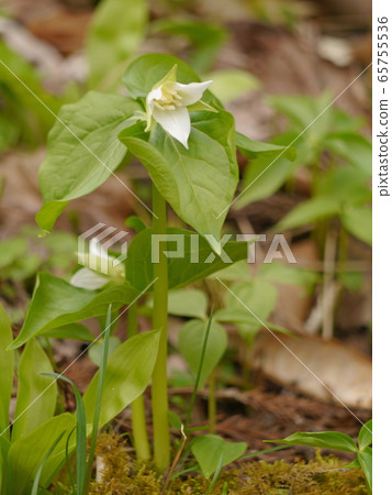 Elderly weed Elderly weed 65755536