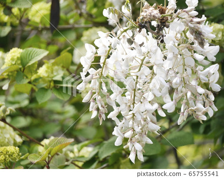 Wisteria Wisteria 65755541