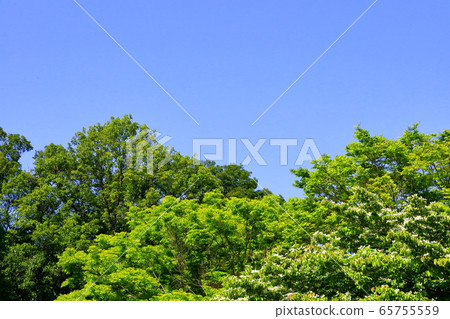 The season when the mountain priest is in bloom The season when the mountain priest is in bloom 65755559