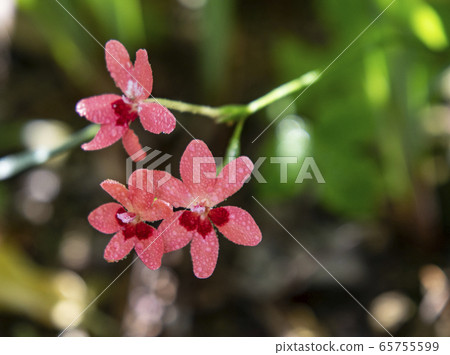 Himehiga窩花 Himehiga窩花 65755599