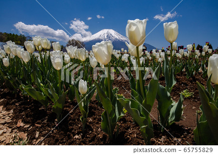 Flower park city park Flower park city park 65755829