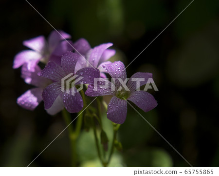 Oxalis flower 65755865