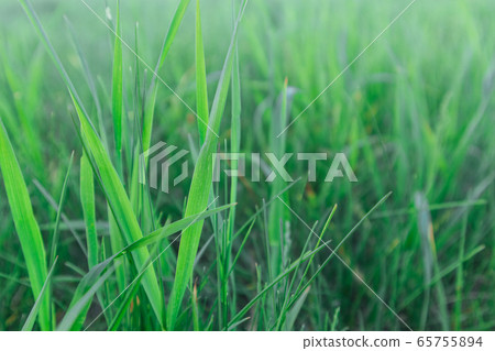 Close up of fresh green grass in the morning 65755894