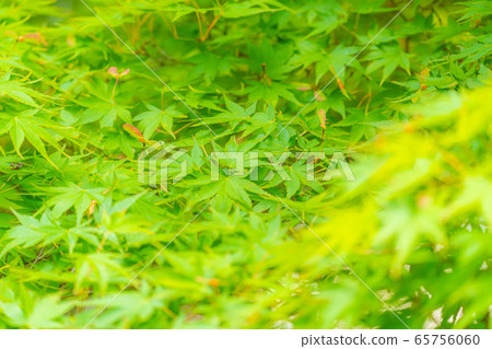 廣角藍楓[愛知縣] 65756060