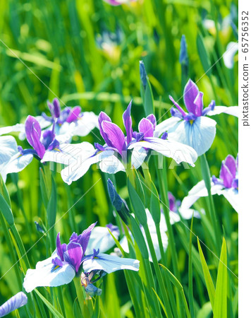 Beautiful irises (hanasashibu) 65756352