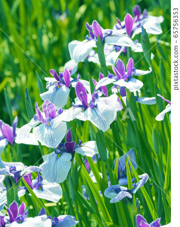 Beautiful irises (hanasashibu) 65756353