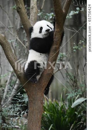 小熊貓 小熊貓 65756424