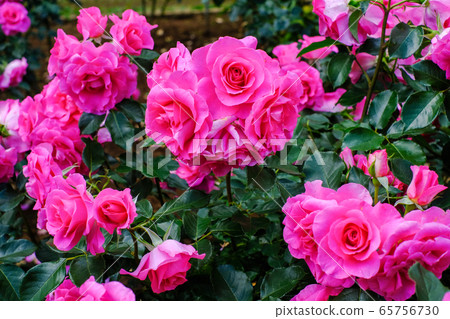 Urara (rose) Urara (rose) 65756730