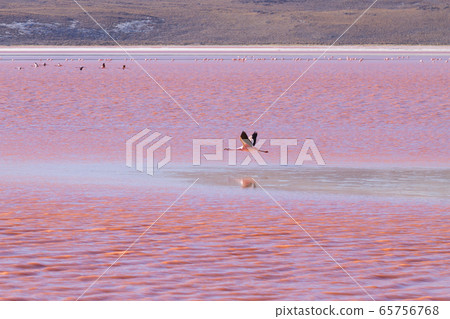 Laguna Colorada flamingos, Bolivia Laguna Colorada flamingos, Bolivia 65756768