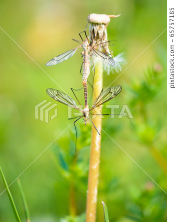 Crane Fly couple have sex on  grass stalk. 65757185