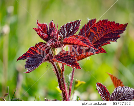 Young strong red blackberry leaf, Rubus caesius. Young strong red blackberry leaf, Rubus caesius. 65757192