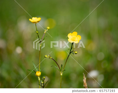 Gentle blossoms of wild buttercup Gentle blossoms of wild buttercup 65757193