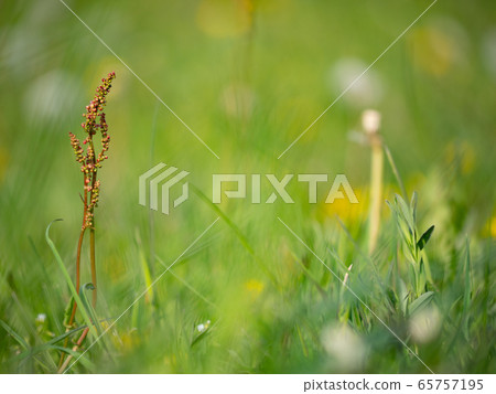 Allergens Plants, detail of plants with flower 65757195