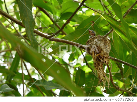 baby white throat fantail bird waiting for father and mother feeding in nest under mango tree   65757266