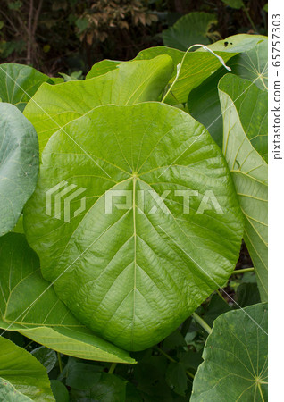 大綠葉條紋海芋 大綠葉條紋海芋 65757303