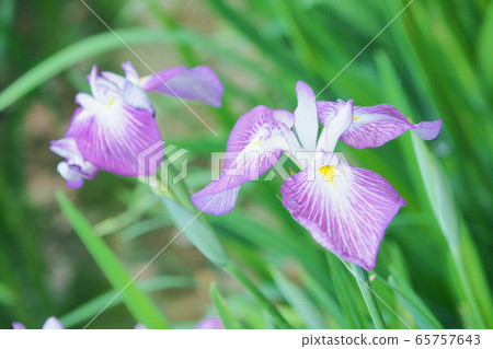 Beautiful irises (hanasashibu) 65757643