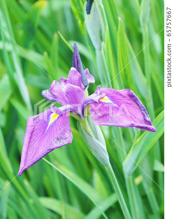 Beautiful irises (hanasashibu) 65757667