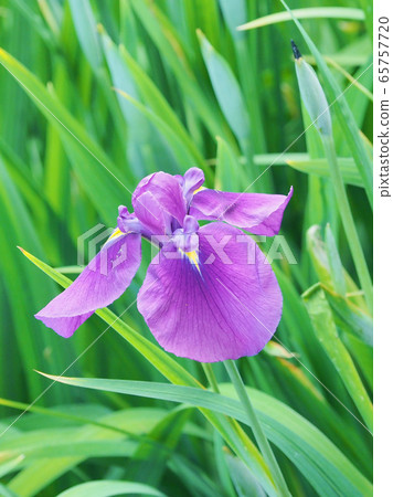 美麗的鳶尾花（hanasashibu） 65757720