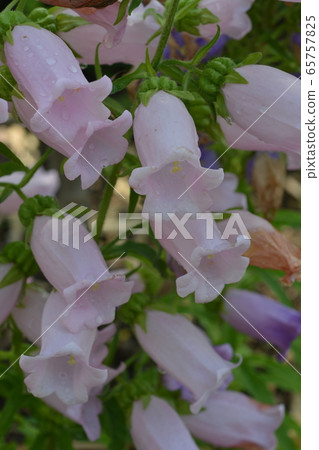 坎特伯雷貝爾 65757825