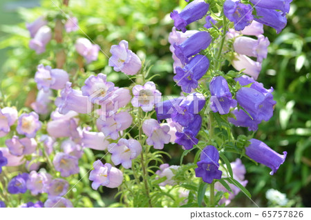 坎特伯雷貝爾 65757826