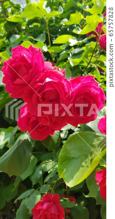 玫瑰 65757828