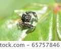 Jumping spider 65757846