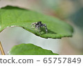 Jumping spider 65757849